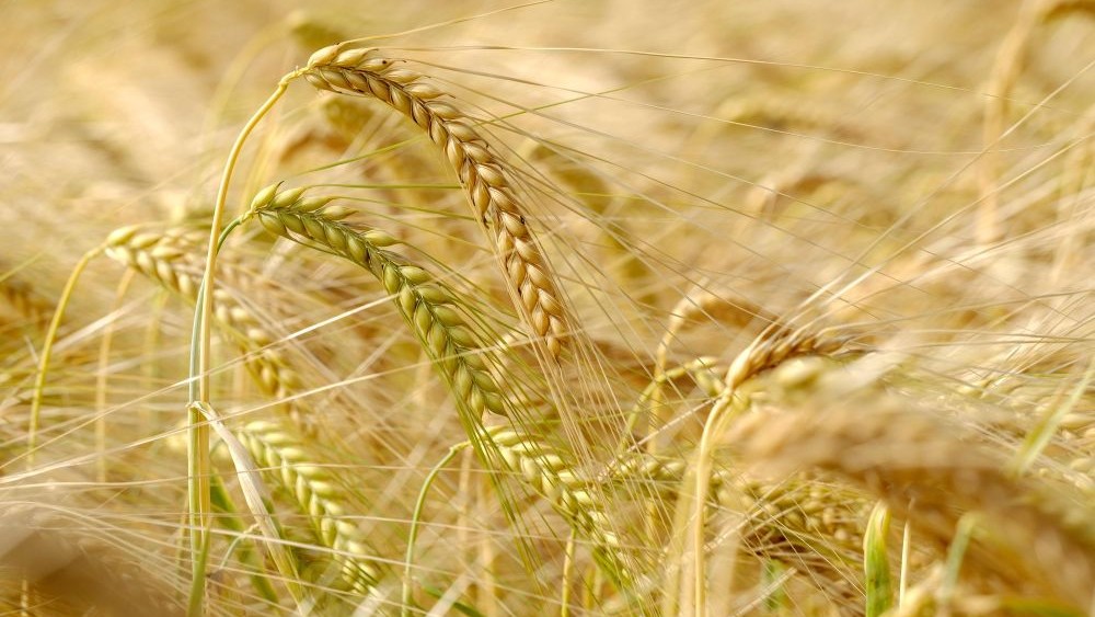 Wheat 4317953